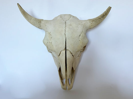 Primitive Buffalo Skull, 1930's Western Decor Animal Skull