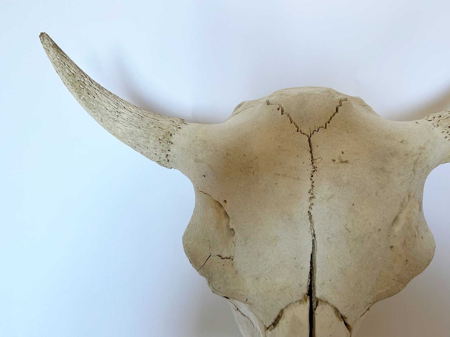 Primitive Buffalo Skull, 1930's Western Decor Animal Skull