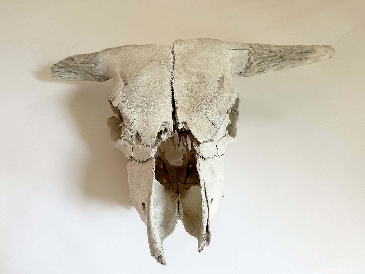 Primitive Longhorn Bull Skull, 1950's Southwest Home Decor