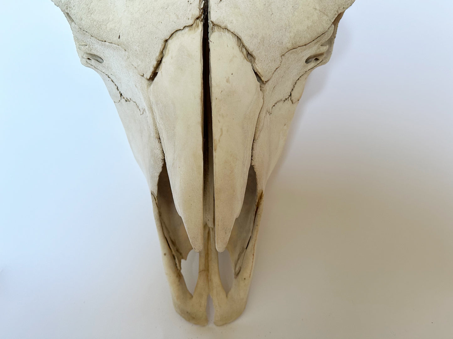 Primitive Buffalo Skull, 1930's Western Decor Animal Skull