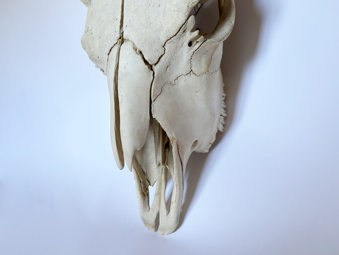 Primitive Buffalo Skull, 1930's Western Decor Animal Skull