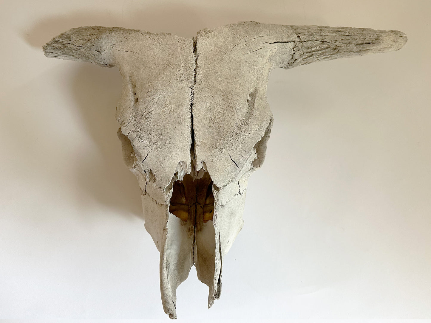 Primitive Longhorn Bull Skull, 1950's Southwest Home Decor