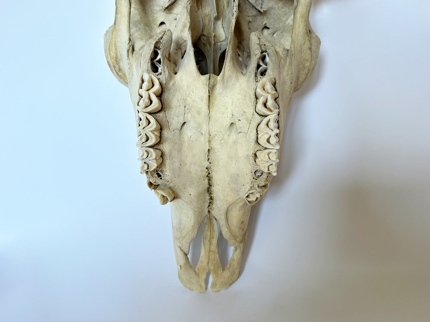 Primitive Buffalo Skull, 1930's Western Decor Animal Skull