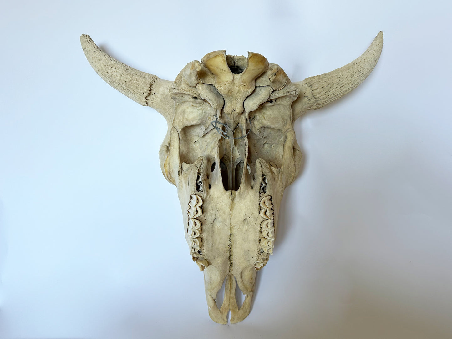 Primitive Buffalo Skull, 1930's Western Decor Animal Skull