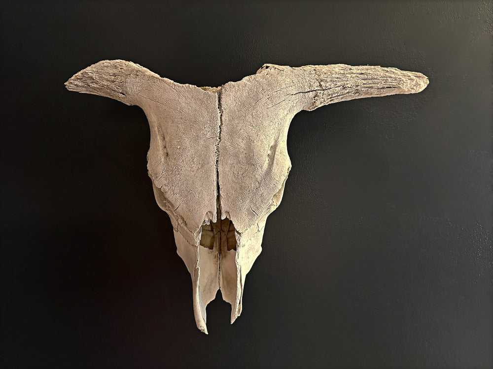 Primitive Longhorn Bull Skull, 1950's Southwest Home Decor