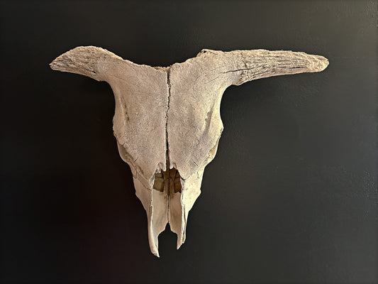 Primitive Longhorn Bull Skull, 1950's Southwest Home Decor