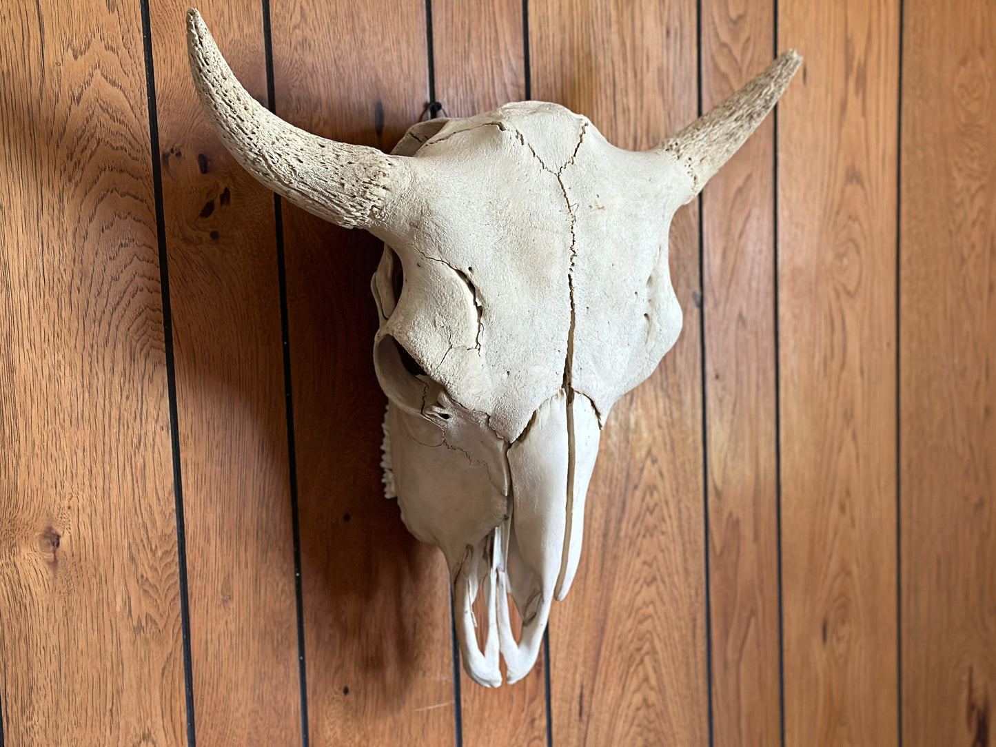 Primitive Buffalo Skull, 1930's Western Decor Animal Skull