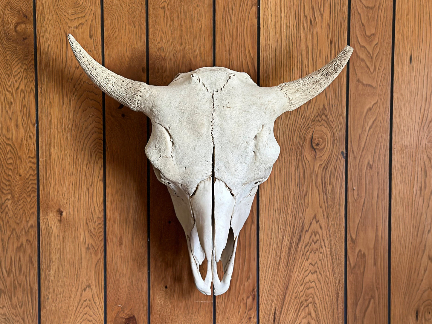 Primitive Buffalo Skull, 1930's Western Decor Animal Skull