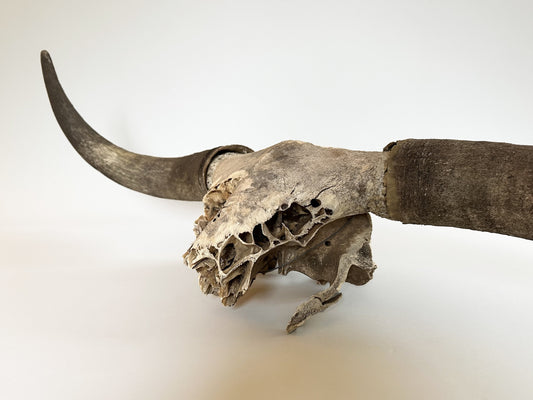 Longhorn Horns Bull Horns Primitive Steer Skull Southwest Décor Ranch Farmhouse Décor Southwestern Design Vintage Antique Cowboy Decorations
