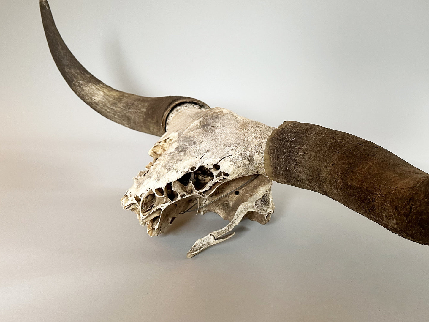 Longhorn Horns Bull Horns Primitive Steer Skull Southwest Décor Ranch Farmhouse Décor Southwestern Design Vintage Antique Cowboy Decorations