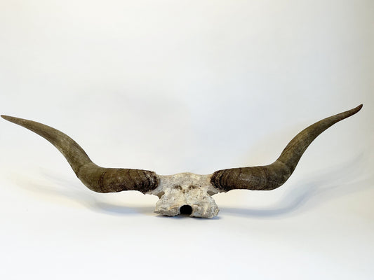 Longhorn Horns Bull Horns Primitive Steer Horns Western Décor Ranch Farmhouse Décor Southwestern Design Vintage Antique Cowboy Decorations